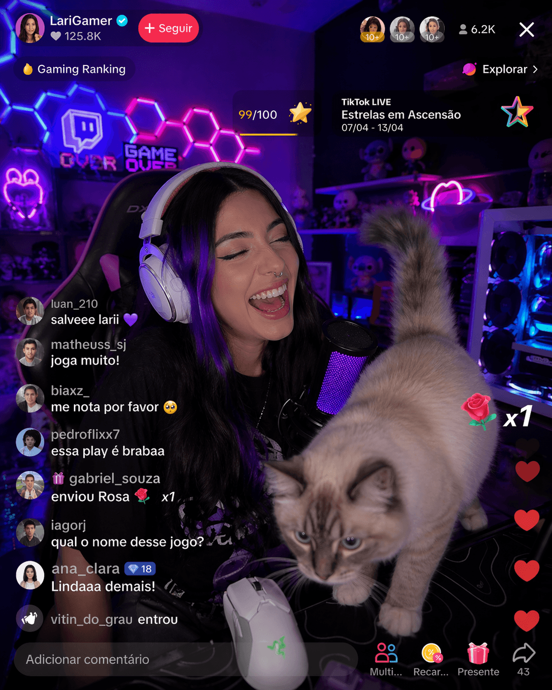 Entra o gato